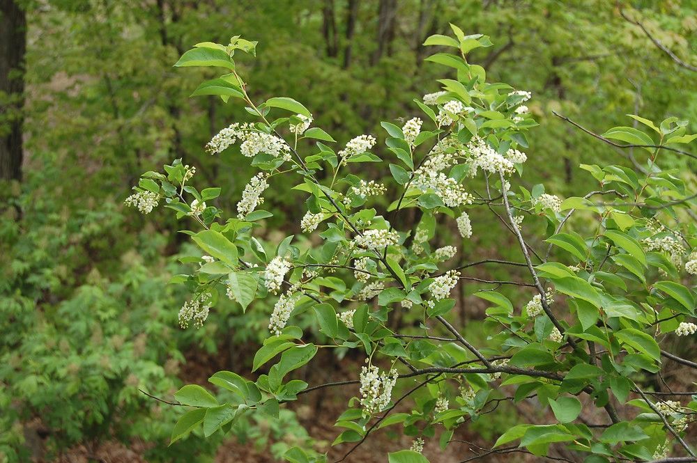 Black Cherry - Prunus serotina