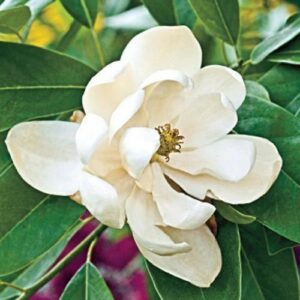 Sweetbay Magnolia - Magnolia virginiana