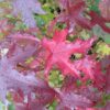 Sweetgum - Liquidambar styraciflua