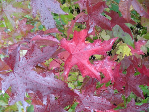 Sweetgum - Liquidambar styraciflua