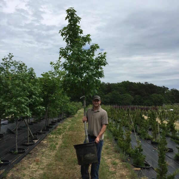Sweetgum - Liquidambar styraciflua