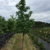 Sweetgum - Liquidambar styraciflua