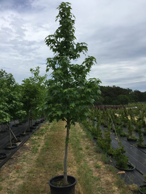 Sweetgum - Liquidambar styraciflua