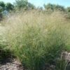 Switchgrass - Panicum virgatum