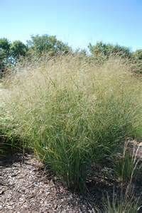 Switchgrass - Panicum virgatum