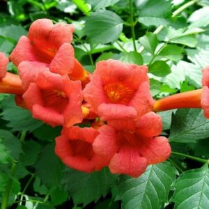Trumpet Vine - Campsis radicans