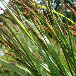 Tussock Sedge - Carex stricta