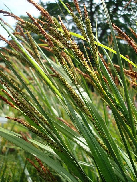 Tussock Sedge - Carex stricta