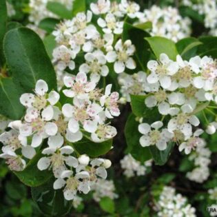 Black Chokeberry - Aronia melanocarpa