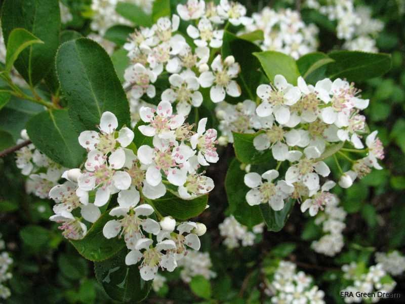 Black Chokeberry - Aronia melanocarpa