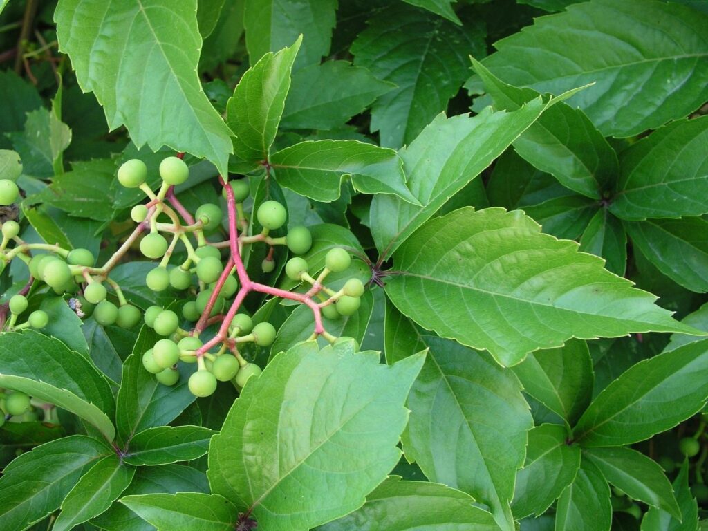 Virginia Creeper - Parthenocissus quinquefolia