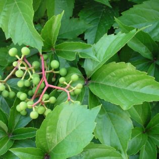 Virginia Creeper - Parthenocissus quinquefolia