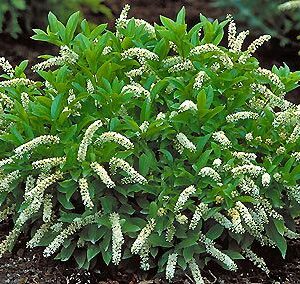 Virginia Sweetspire - Itea virginica