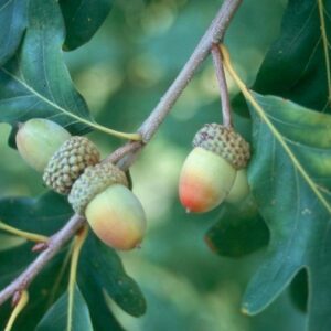 White Oak - Quercus alba