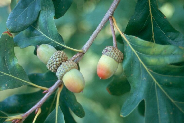 White Oak - Quercus alba