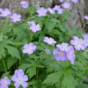 Wild Geranium - Geranium maculatum