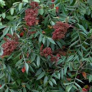 Winged Sumac - Rhus copallina