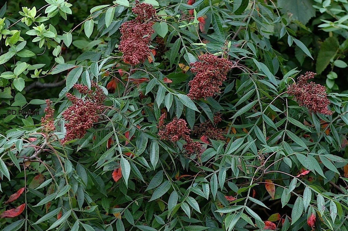 Rhus copallina- Winged Sumac