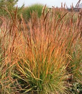 Yellow Indian Grass - Sorghastrum nutans