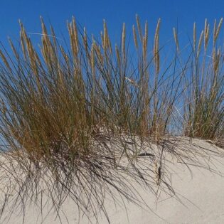 American Beach Grass - Ammophila breviligulata