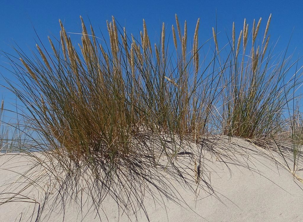 American Beach Grass - Ammophila breviligulata