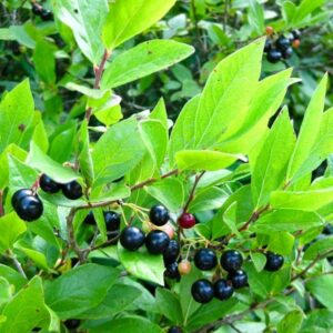 Black Huckleberry - Gaylussacia baccata