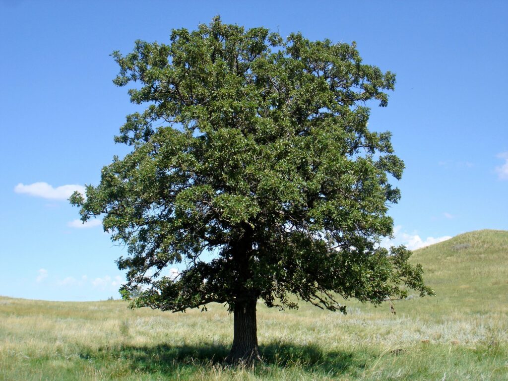 Black Oak - Quercus velutina