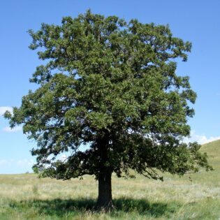 Black Oak - Quercus velutina