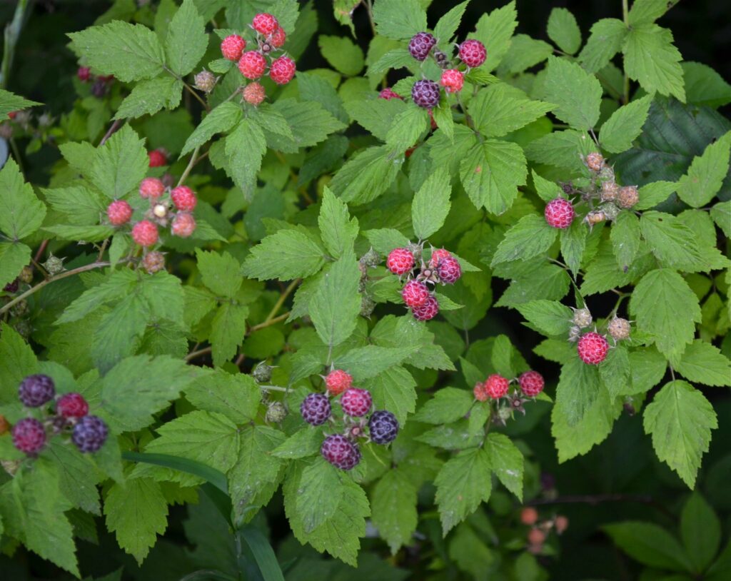 Black Raspberry - Rubus occidentalis
