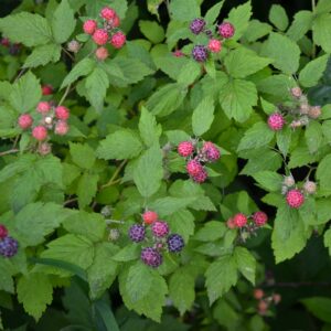 Black Raspberry - Rubus occidentalis