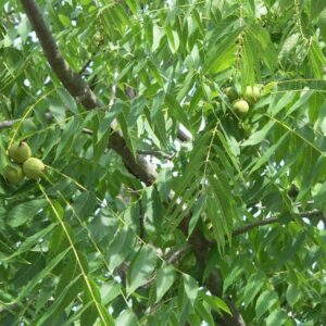 Black Walnut - Juglans nigra