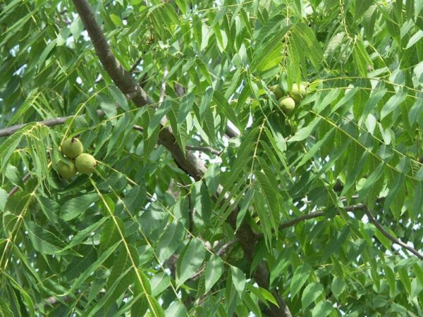 Black Walnut - Juglans nigra