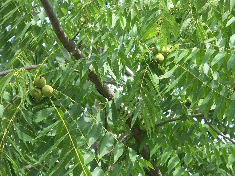 Black Walnut - Juglans nigra