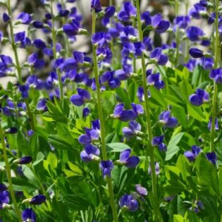 Blue False Indigo - Baptisia australis