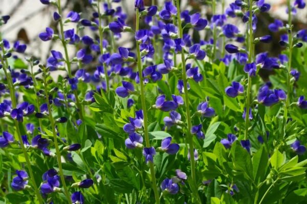 Blue False Indigo - Baptisia australis