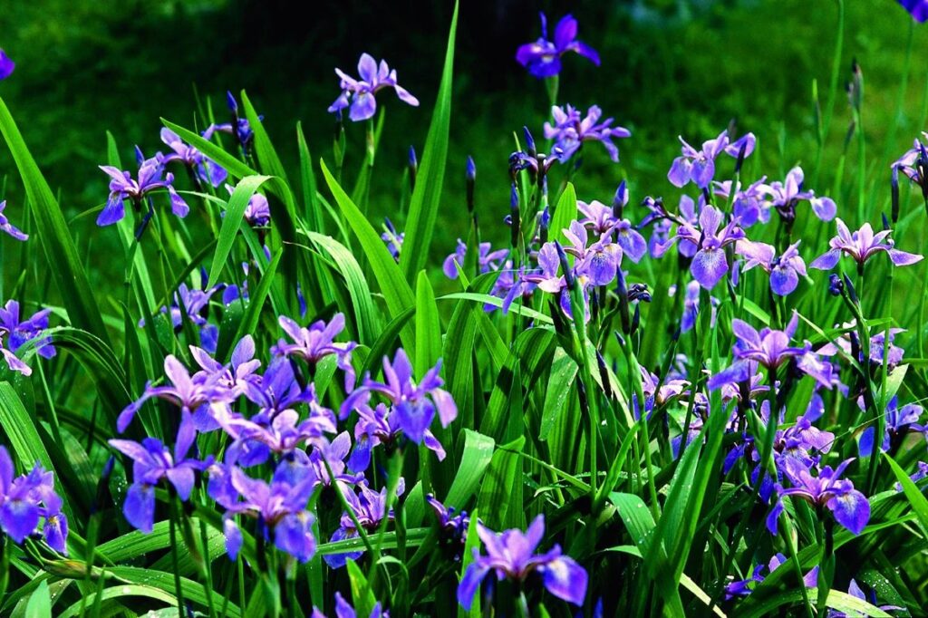 Blue Flag Iris - Iris versicolor