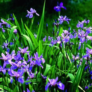 Blue Flag Iris - Iris versicolor