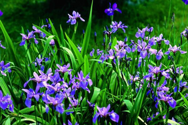Blue Flag Iris - Iris versicolor