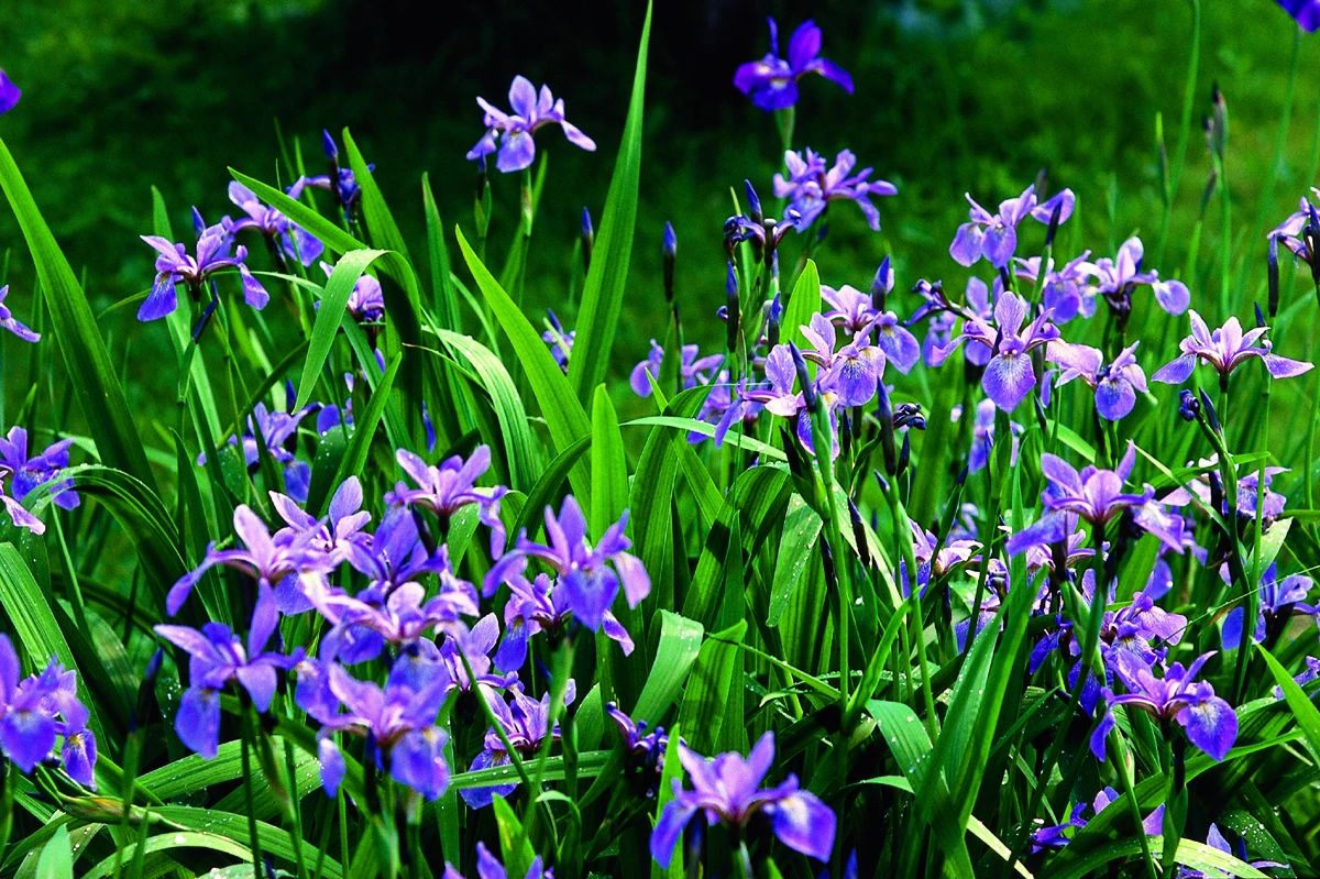 Buy Blue Flag Iris Plants, Iris versicolor