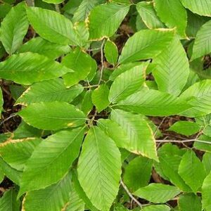 American Beech - Fagus grandifolia