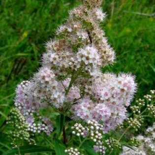 Broadleaf Meadowsweet - Spirea latifolia