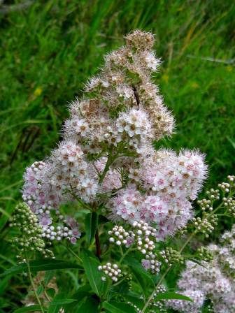 Broadleaf Meadowsweet - Spirea latifolia