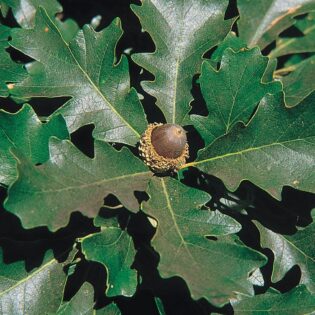 Bur Oak - Quercus macrocarpa