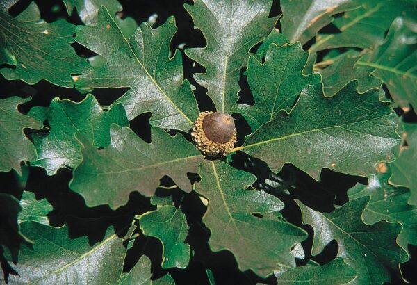 Bur Oak - Quercus macrocarpa