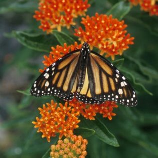 Butterfly Milkweed - Asclepias tuberosa