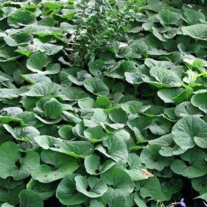 Canada Wild Ginger - Asarum canadense