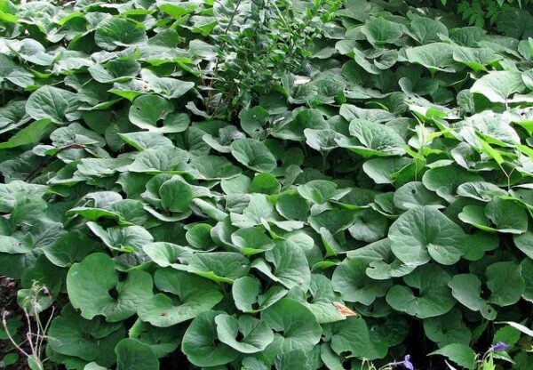 Canada Wild Ginger - Asarum canadense