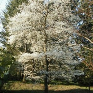 Canadian Serviceberry - Amelanchier canadensis