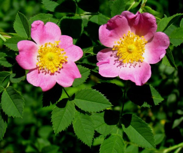 Carolina Rose - Rosa carolina