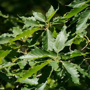 Chestnut Oak - Quercus prinus